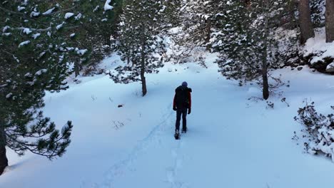 Drone-footage-of-a-man-walking-between-trees-under-the-snow-in-the-Pyrenees-mountains
