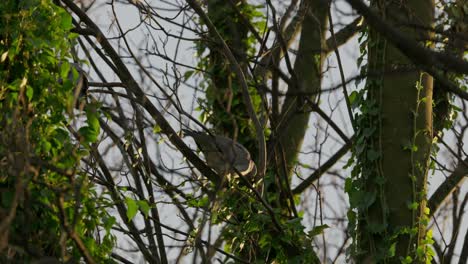 Wild-english-wood-pigeon-sitting-in-a-tree-on-a-winters-day-in-December