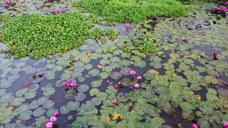 Water-lily-Standing-among-the-mosses,-pond-river-sea,-Water-lily-blooming,-Beautiful-aerial-shot,-group,-Blossom-,-field,-Top
