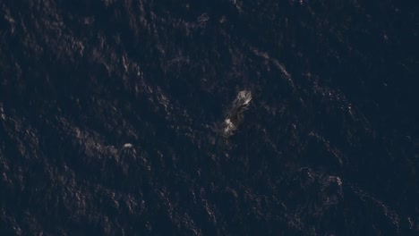 Buckelwale-Durchbrechen-Die-Oberfläche-Im-Indischen-Ozean,-Luftaufnahme-Aus-Der-Vogelperspektive