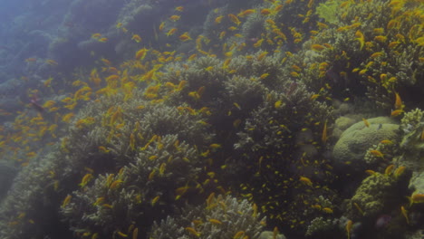 The-Coral-Reef-of-The-Red-Sea-in-Egypt-containing-different-kinds-of-Marine-life-and-corals-with-beautiful-diversity-and-colors-,-shot-on-4K-RAW-cine-style-without-any-coloring