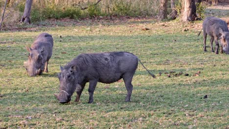 Warthogs-graze-on-the-grass-in-the-backyard