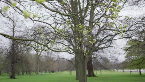 Hyde-Park-London-Grüne-Blattfeder