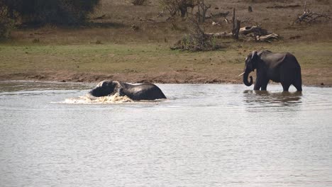 Afrikanischer-Elefant-Spritzt-Beim-Baden-Mit-Dem-Rüssel-Ins-Wasser