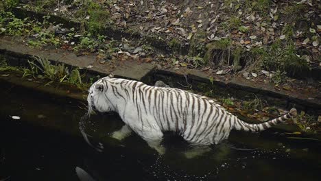 Tigre-De-Bengala-Blanco-Caminando-En-Un-Estanque-De-Agua-En-Una-Reserva-Natural