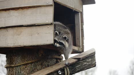 Cute-little-raccoon-in-tiny-wooden-home-in-animal-park