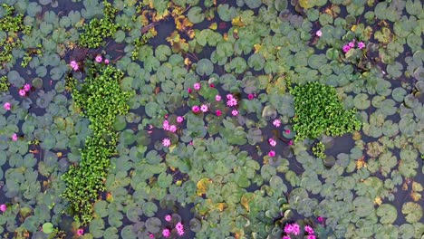 Water-lily-Grows-with-mosses-and-grasses,-Water-lily-in-the-stream-,pond-river-sea,-Water-lily-blooming,-Beautiful-aerial-shot,-group,-Blossom-,-field,-Top