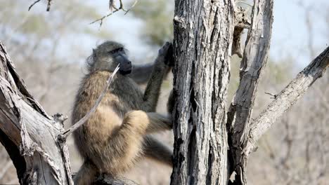 Baboon-in-a-tree-scratches-his-arm-and-looks-around,-slow-motion