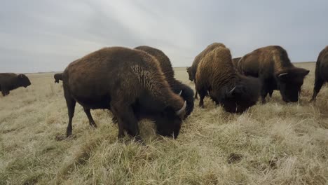 Ganz-Aus-Der-Nähe-Entfaltet-Sich-Eine-Friedliche-Szene:-Eine-Herde-Büffel,-Die-Auf-Den-Offenen-Feldern-Von-Kansas-Weidet