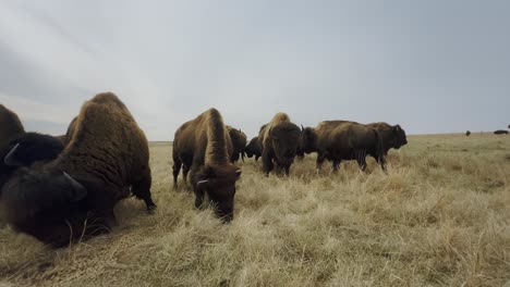 Slight-altercations-occurring-as-buffaloes-get-territorial-about-their-food-in-a-field-in-Kansas