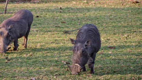 Warzenschweine-Grasen-Und-Wedeln-Mit-Dem-Schwanz-Im-Hinterhof