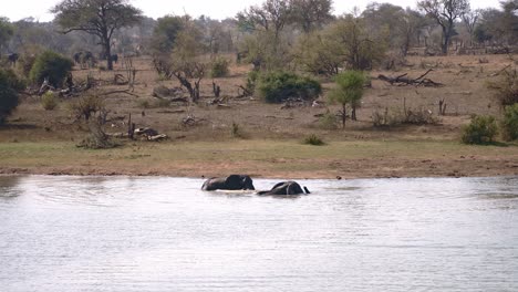 Eine-Wunderschöne-Sichtung-Zweier-Badender-Elefanten-In-Der-Afrikanischen-Savanne,-Die-Das-Wasser-Verlassen