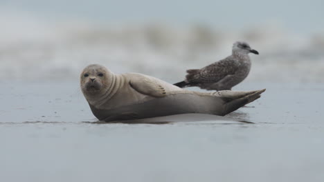 Cute-baby-harbor-seal-napping-on-shore-with-American-hearing-gull-birds-around
