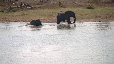 Afrikanischer-Elefant-Springt-Rückwärts-Ins-Wasser-Und-Streckt-Seinen-Rüssel-In-Die-Luft