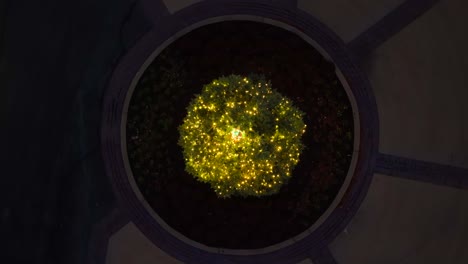 Aerial-top-down-shot-of-yellow-lighting-Christmas-tree-outdoors-on-street-in-America---circling-shot