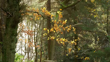 Goldene-Herbstblätter-Auf-Einem-Ast,-Der-Von-Der-Wintersonne-Beleuchtet-Wird-Und-Das-Laub-Hellgelb-Leuchten-Lässt
