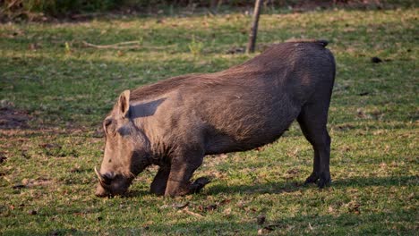 Warthog-kneels-over-for-easy-grazing,-close-up