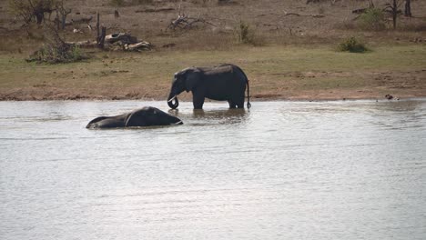 Zwei-Badende-Elefanten-In-Ihrem-Natürlichen-Lebensraum-In-Afrika