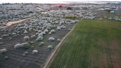 Drone-Aéreo-Paisaje-Paisaje-Arbusto-Plantas-Arbusto-Campo-Agricultura-Naturaleza-Prado-Tierras-De-Cultivo-Campo-Portugal-Europa-4k
