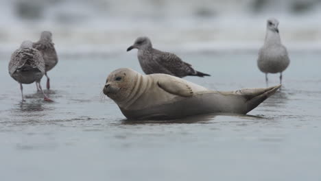 Cute-little-harbor-seal-resting-on-coastal-shore-with-American-hearing-gulls-around