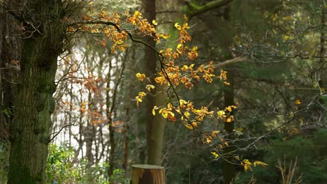 Goldene-Herbstblätter-Auf-Einem-Ast,-Der-Von-Der-Wintersonne-Beleuchtet-Wird-Und-Das-Laub-Hellgelb-Leuchten-Lässt