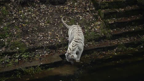 Young-Bengal-tiger-playing-with-stones-in-the-pond-of-the-zoo