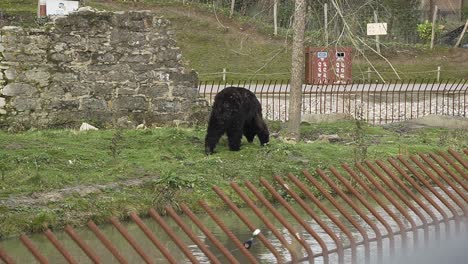American-black-bear-walking-around-pond-in-animal-park