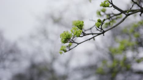 Frühling-Im-Hyde-Park-London-Mit-Jungen-Blättern