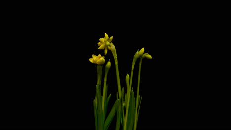 Blooming-Flower,-Daffodil,-Timelapse,-Nature