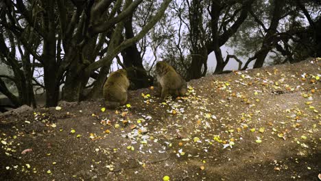 Happy-monkeys-eat-fruits-from-ground-in-Gibraltar,-static-view