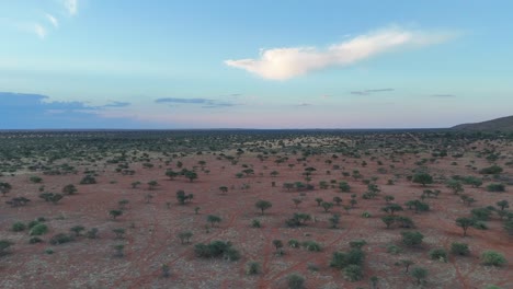 Panoramic-drone-shot-flying-over-the-semi-arid-southern-bushveld-of-the-Kalahari