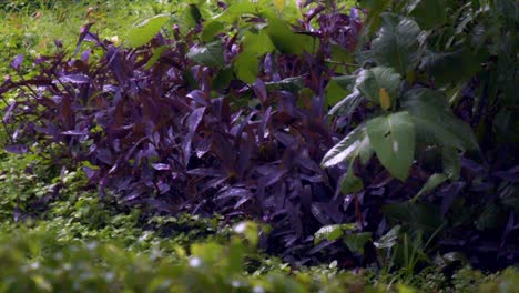 Regentropfen-Streicheln-Anmutig-Die-Leuchtenden-Blätter-Der-Bunce-Pflanze