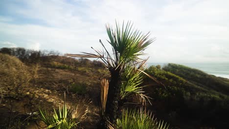 Palm-tree-growing-near-coastline-of-Estepona,-motion-view
