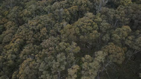 Drone-aerial-4K-moving-backwards-with-pan-up-over-native-trees-and-fauna-forest-in-a-national-park-in-Australia