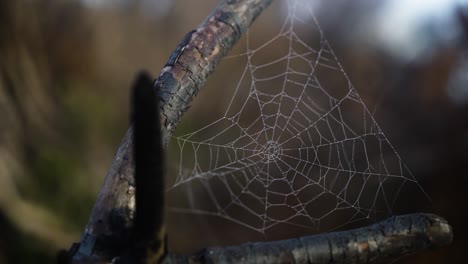 Nasses-Spinnennetz,-Das-Versucht,-Dem-Wind-In-Der-Waldlandschaft-Zu-Widerstehen,-Bewegungsansicht