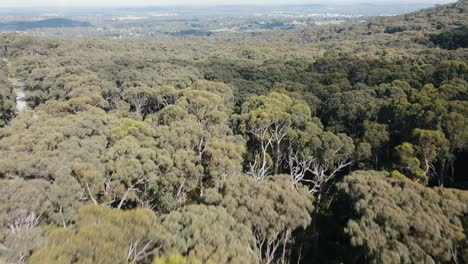 Drohnenantenne-über-üppigem-Dandenong-Wald-In-Australien-Voller-Bäume