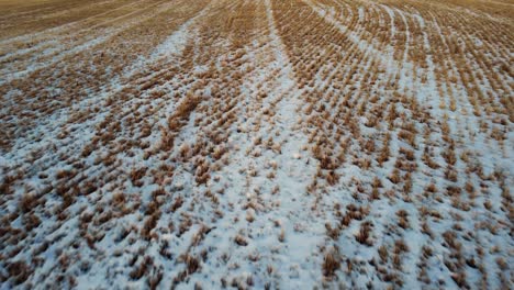 Low-flyover-of-a-beveled-wheat-field-in-winter-in-Alberta,-Canada