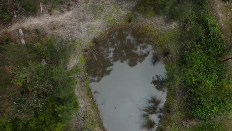 Drohnenantenne-4k-über-Einem-Damm-In-Einem-Wald-Mit-Einheimischen-Australischen-Bäumen-Und-Fauna
