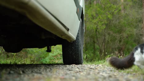 White-and-black-kitten-on-a-lead-while-camping-in-nature-curious-about-a-van-and-then-walking-off-screen