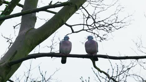Two-wild-english-wood-pigeon-sitting-in-a-tree-on-a-winters-day-in-December