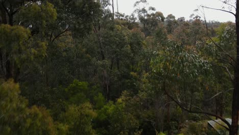 Drone-aerial-4K-rising-over-a-native-Australian-forest-on-a-cloudy-day
