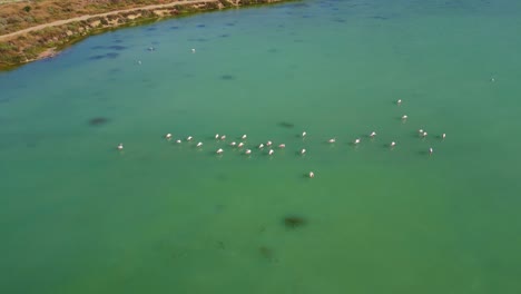 Pond-of-Turquoise-still-shallow-water,-group-of-Flamingos-together