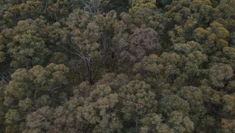 Drone-aerial-4K-slow-pan-over-native-trees-and-fauna-forest-in-a-national-park-in-Australia