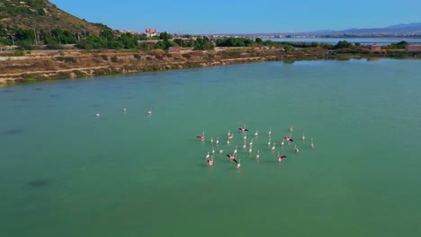 Beautiful-Summer-day-on-the-Sardinian-coast,-Flamingos-enjoying-water