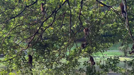 Juguetones-Macacos-De-Cola-Larga-Jugando-En-Los-árboles-En-El-Embalse-De-Macritchie,-Singapur