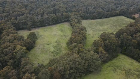 Drone-aerial-4K-in-a-forest-national-park-showing-cleared-land-in-between-native-trees