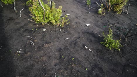 Dark-soil-with-rubbish-near-coastline-of-Estepona,-tilt-up-view