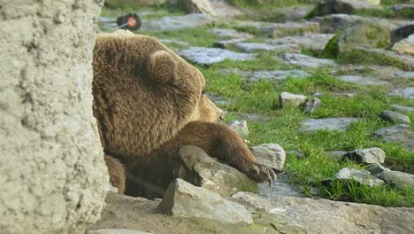 Resting-grizzly-bear-head,-sleeping-in-animal-park-behind-the-stone-wall-close-up-shot