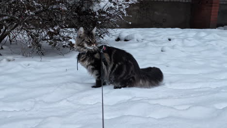 Close-up-shot-of-a-pet-Norwegian-Forest-Cat-walking-on-white-snow-on-a-cold-winter-day