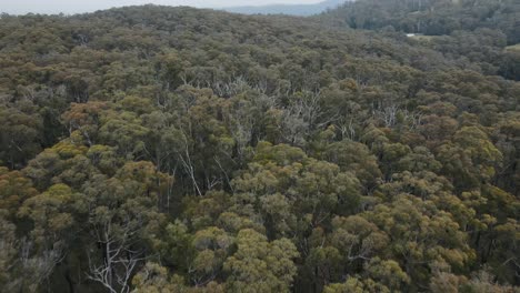 Drone-aerial-4K-low-over-different-native-trees-and-fauna-forest-in-a-national-park-in-Australia